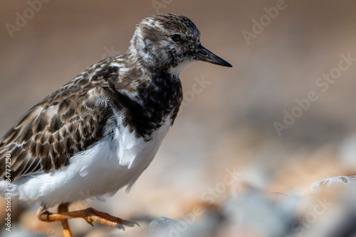 Ruddy Turnstone looking across sunlit beach
