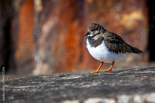 Turnstone in sunlight on sea wall
