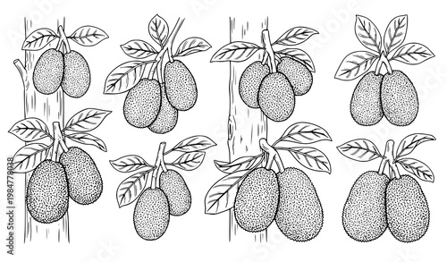 Creative jackfruit collection hanging fruit tree tropical botanical black and white vector illustration set isolated on white background