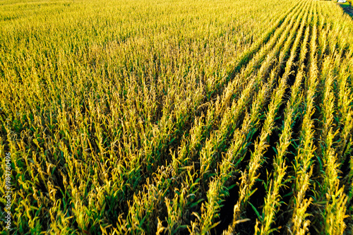 Aerial view of a mature maize plantation The Concept of Agriculture