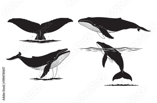 Collection of four stylized black silhouette illustrations of whales, showing tail fluke, breaching, swimming, and diving on transparent background
