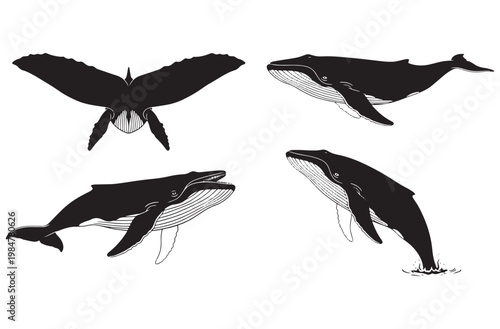 Collection of four detailed black silhouette illustrations of humpback whales swimming and breaching in ocean water on transparent background