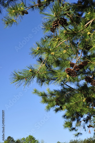 Pine tree branch with pine cones  with blue sky