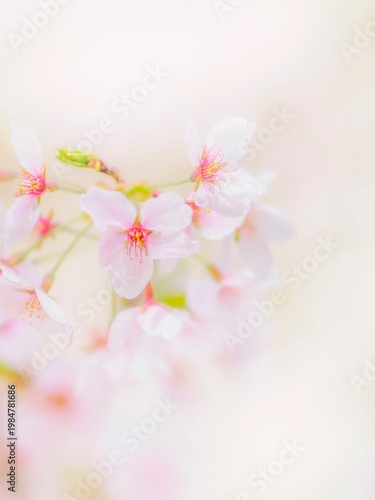 桜の花のある風景。満開の桜。真っ白な花びらとふんわりボケた様子。やわらかい背景。春のイメージ。心象風景。縦構図