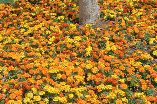Foto Marigold flowers blooming in the flowerbed in the garden