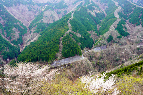 Wallpaper Mural 上北山村　ナメゴ谷に桜花咲く Torontodigital.ca