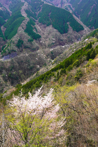 Wallpaper Mural 上北山村　ナメゴ谷に桜花咲く Torontodigital.ca