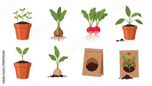 Set of plant growth illustrations shows various stages from seeds in packets to sprouted seedlings and root vegetables in pots.