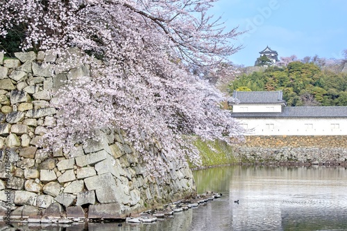 彦根市、彦根城の内堀に咲く満開の桜と天守閣の遠景