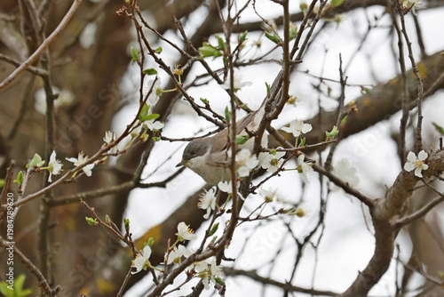 Lesser Whitethroat(Sylvia curruca) in the flowering branches