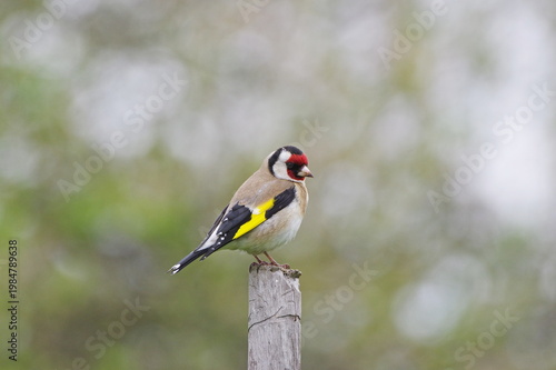 goldfinch(Carduelis carduelis)