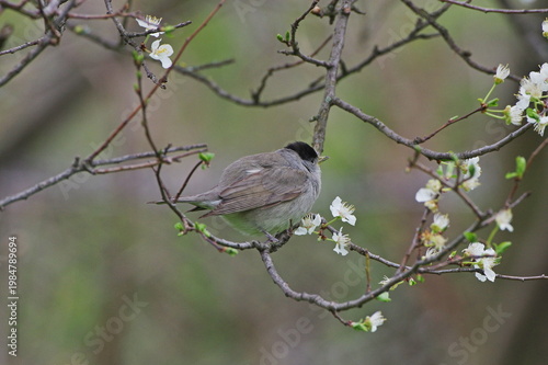 Eurasian Blackcap(Sylvia atricapilla)