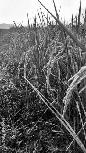 Black and white close up view of ripening rice stalks in a paddy field