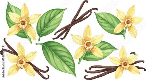 Vanilla Flowers and Pods Vector Set for Natural Aromatherapy, Fragrance, and Spice Product Designs
