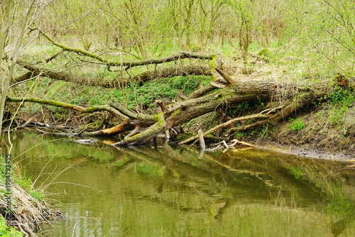 Poznań Cybina River Valley, protected nature area, spring view 1926