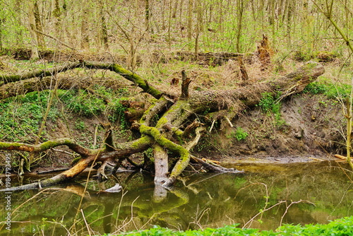 Poznań Cybina River Valley, protected nature area, spring view 1926