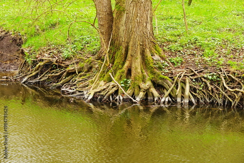 Poznań Cybina River Valley, protected nature area, spring view 1926