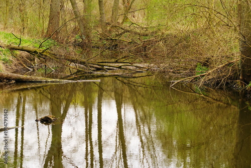 Poznań Cybina River Valley, protected nature area, spring view 1926