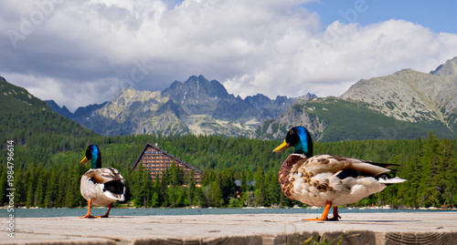 Two mallard ducks on a pier at Strbske Pleso lake with High Tatras mountains in the background.