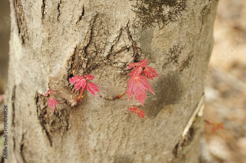 Tiny red leaves on tree trunk