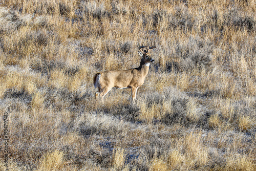 Whitetail Deer Buck