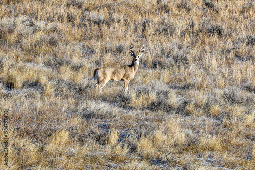 Whitetail Deer Buck