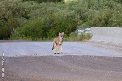 Coyote