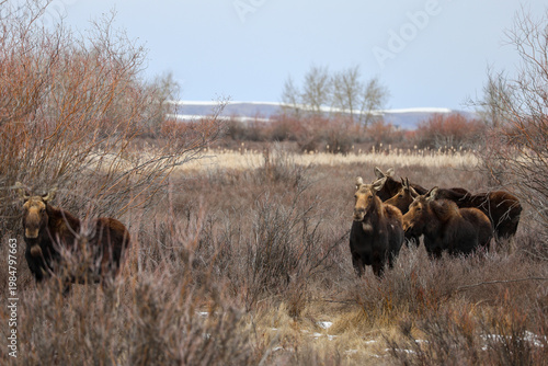 Moose Cluster