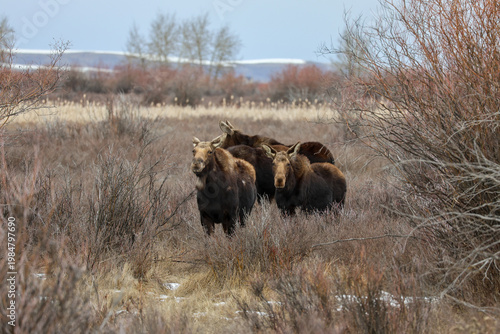 Moose Cluster
