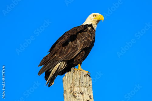 Bald Eagle