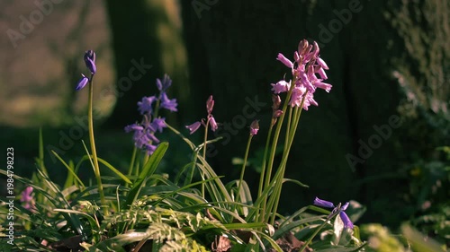 Bluebell flowers in woodland background
