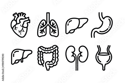 Line art illustration depicting major human internal organs including the heart lungs and kidneys