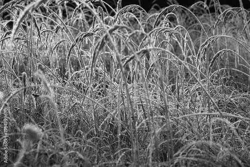 Frosty morning. Fragment of a wild meadow. The wild-growing cereals covered hoarfrost create a picture of contrast vegetable chaos.