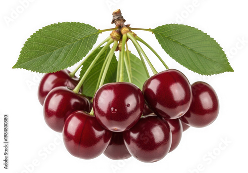 Fresh cherries cluster isolated on transparent background