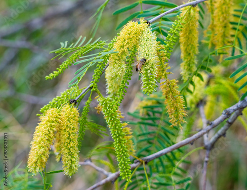 Canvas Print Closeup of mesquite blossoms with a foraging bee