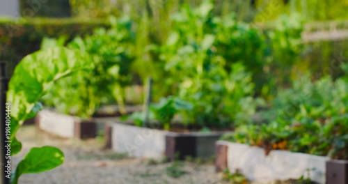 Raised wooden garden beds revealing dense leafy greens with riser on gravel path in backyard