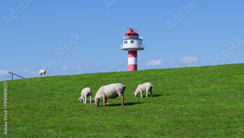 Schafe auf dem Elbdeich