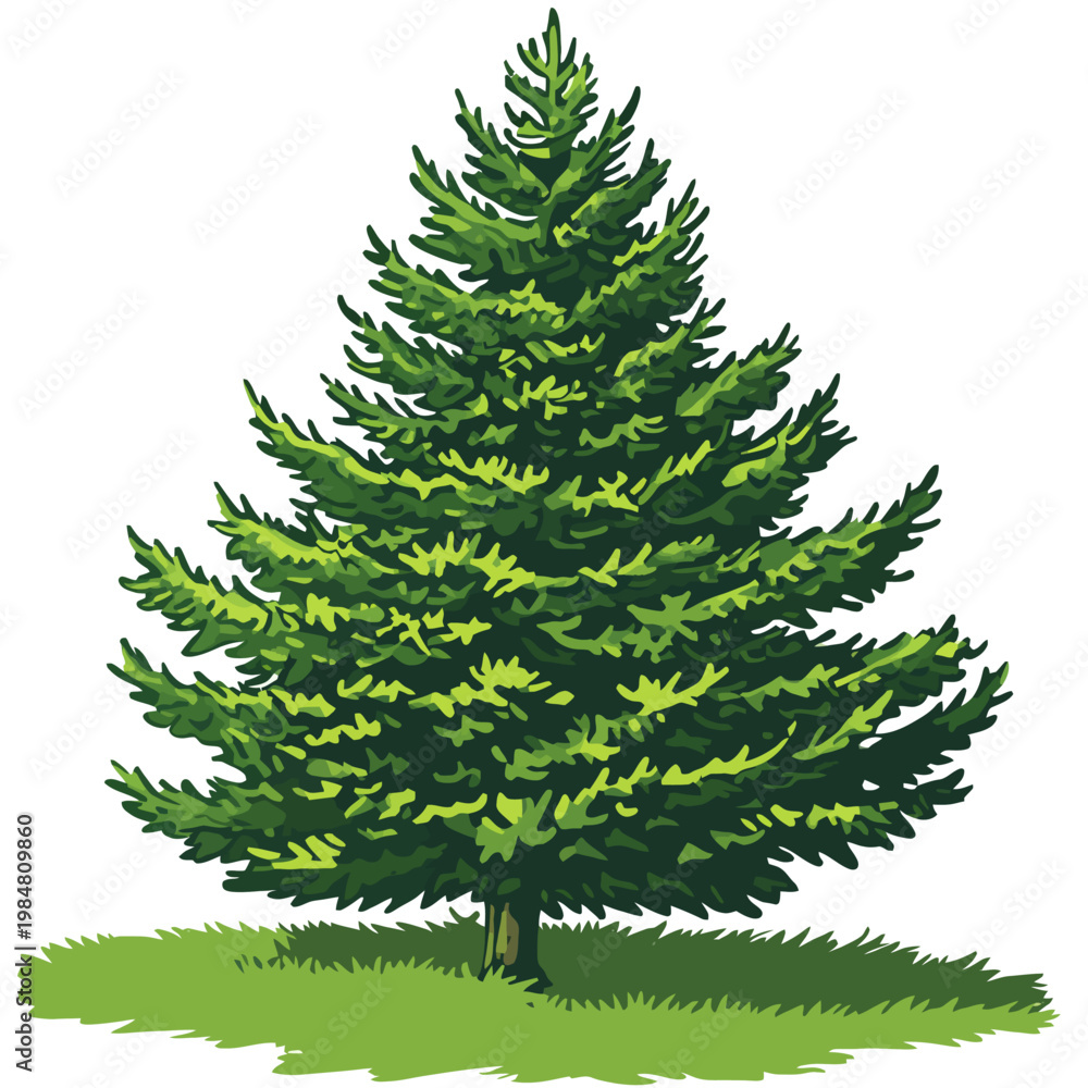 Fototapeta premium Vector pine tree isolated white background 