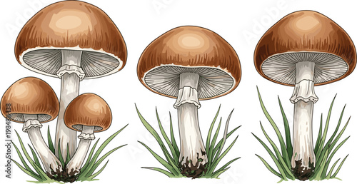 Illustration of Three Different Mushrooms with Brown Caps and White Stems Growing from Green Grass for Botanical and Nature Designs