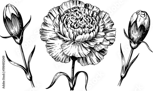 Vintage black and white ink of carnation flower and buds white background botanical