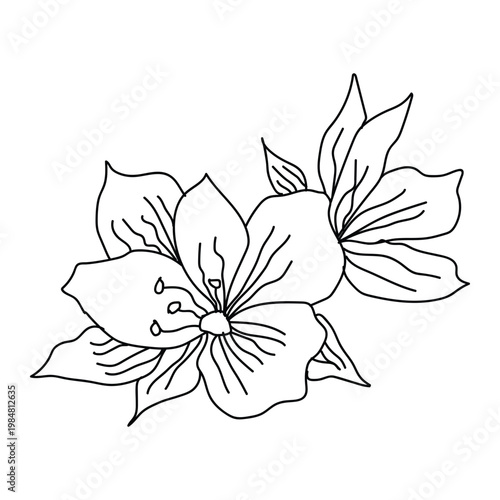 Black and white line drawing of two blossoming flowers