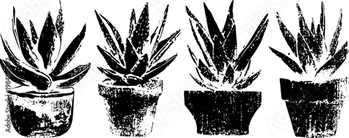 black and white vintage aloe vera plants in rustic pots set with isolated brush ink