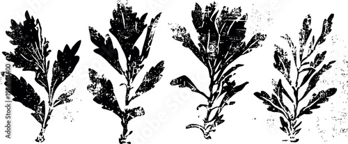 Vintage botanical illustration of parsley leaves and sprigs detailed black ink drawing