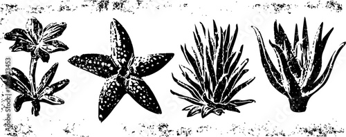 Illustrations of various desert plants and cacti with distinctive shapes and textures