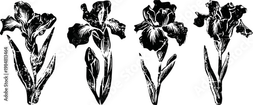 black and white iris flowers illustration set hand drawn botanical floral sketches of iris blossoms and leaves