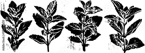 four detailed black and white botanical leaf illustrations, natural leaf texture and veins