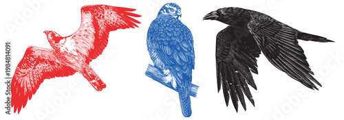 Realistic osprey, black crow or raven and goshawk bird illustration drawing in traditional hand drawn style. Woodcut or engraving ink style, scratchboard looking line art.