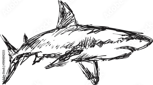 Hand drawn sketch of a shark swimming underwater with detailed fins and streamlined body
