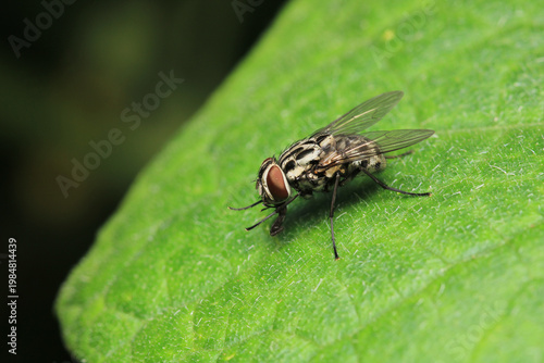 macro photo of housefly facing back	