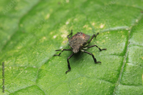 Halyomorpha Halys insect macro photo	